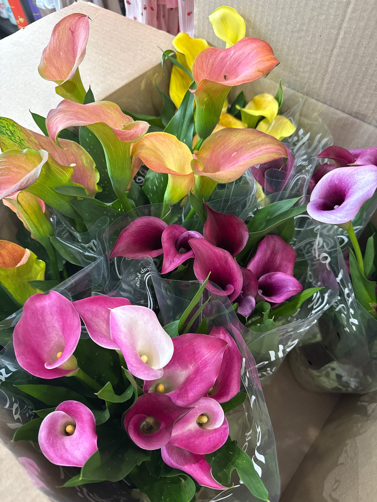 Calla Lily