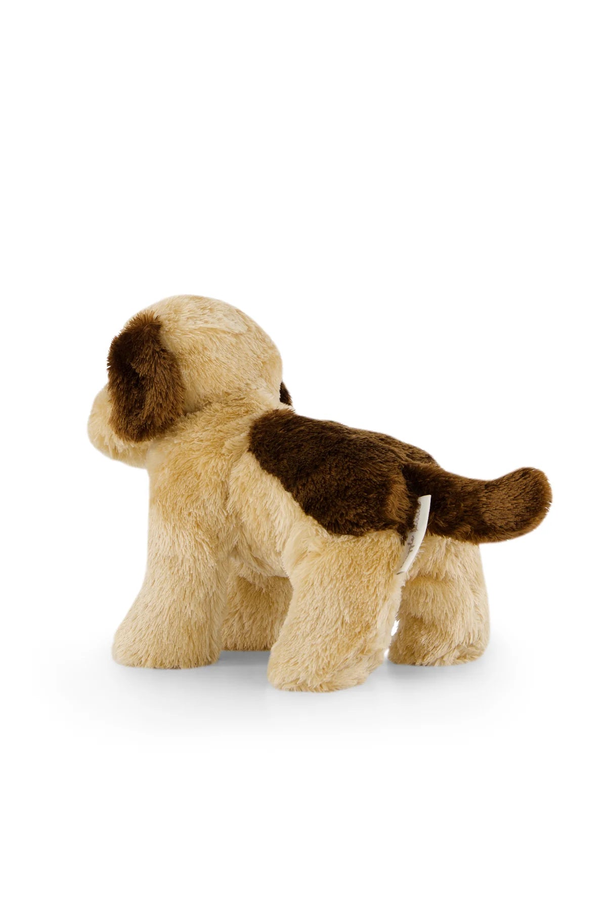 Coco the shih tzu