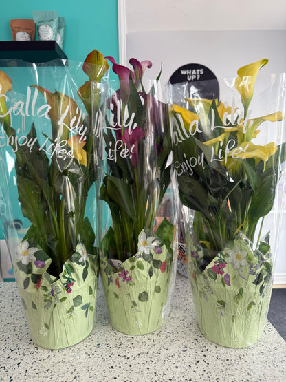Calla Lily