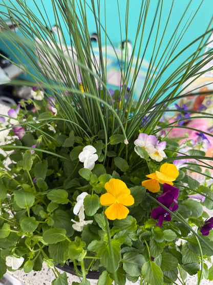 Spring Annual pot