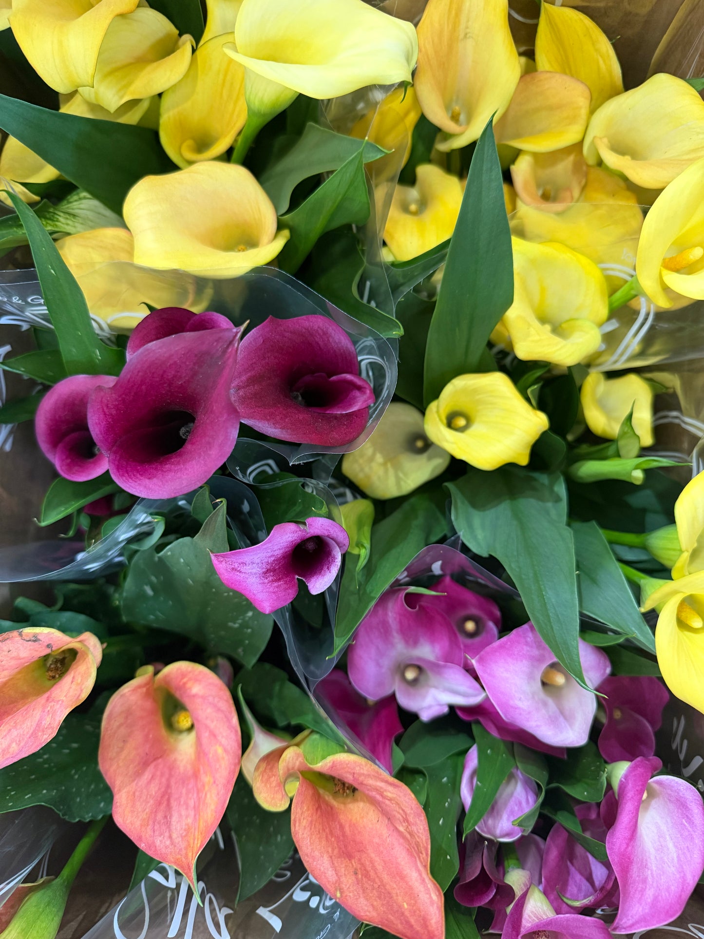 Calla Lily