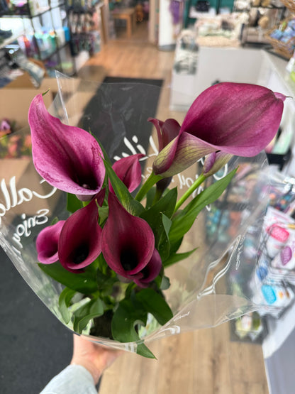 Calla Lily