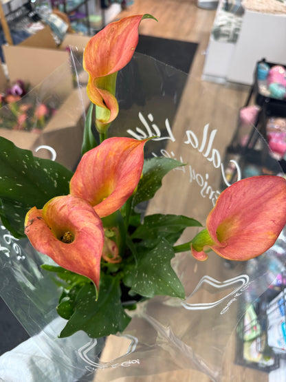 Calla Lily