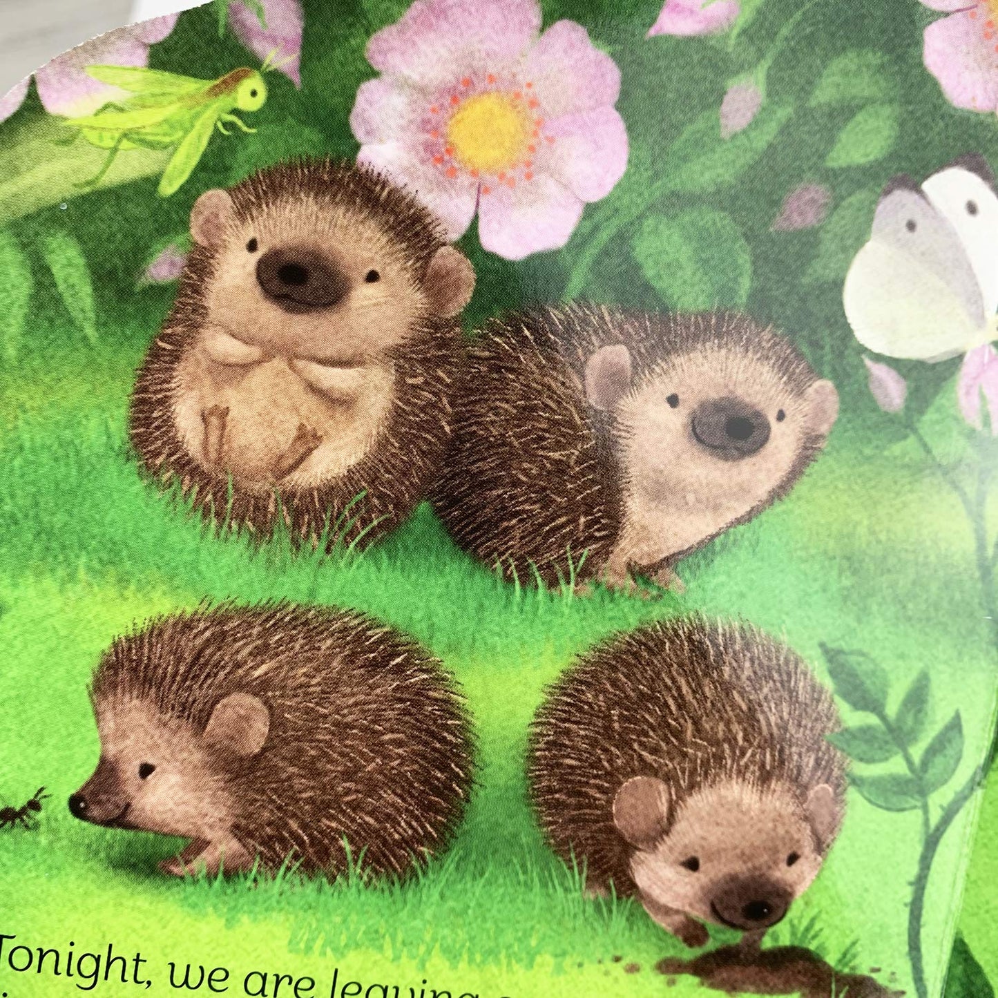 A Little Hedgehog