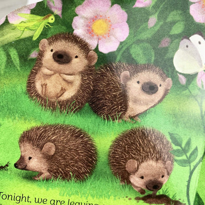 A Little Hedgehog