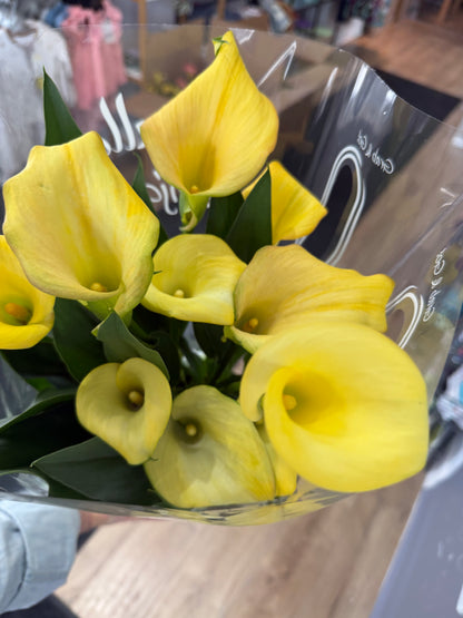 Calla Lily