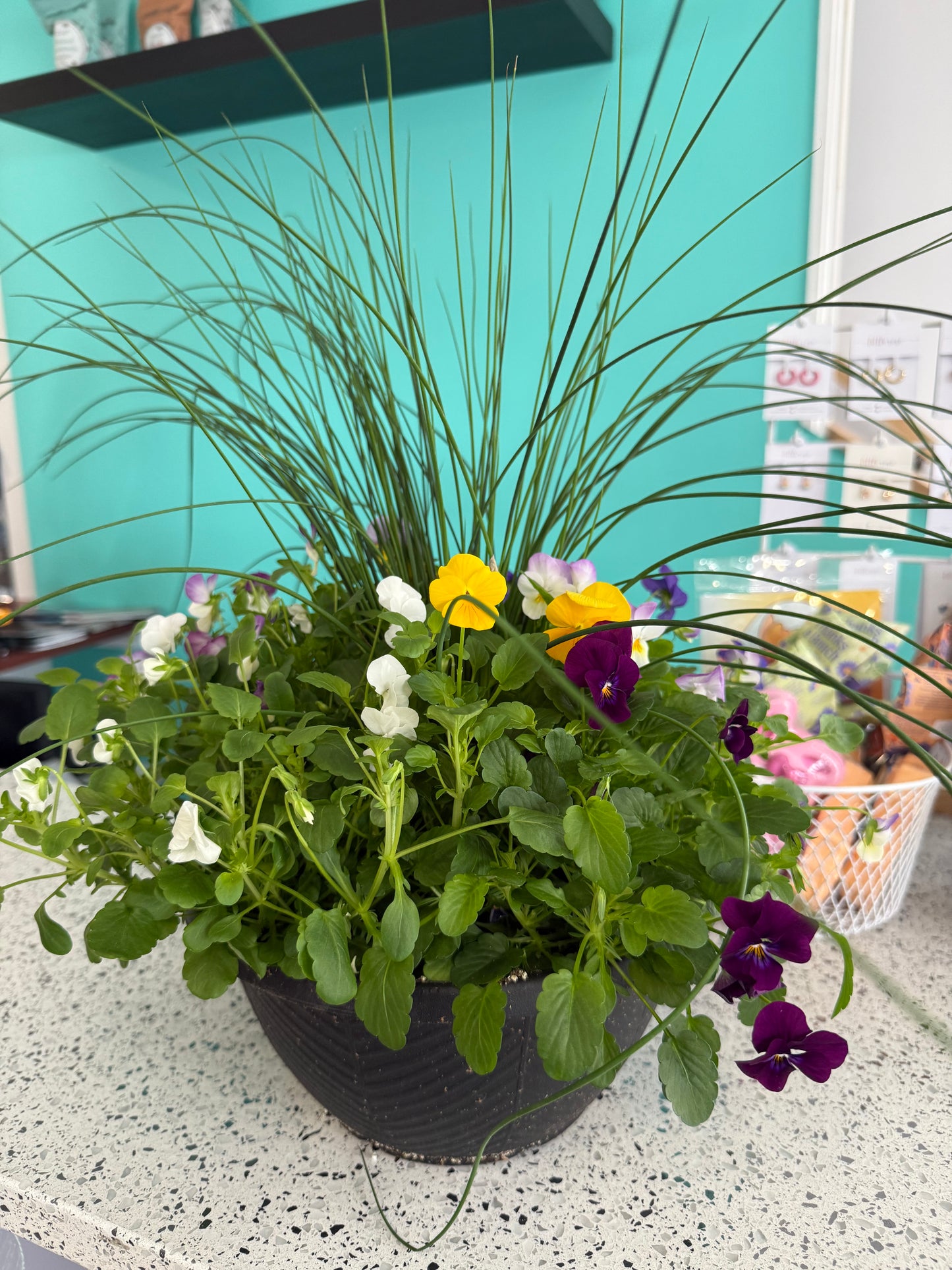 Spring Annual pot
