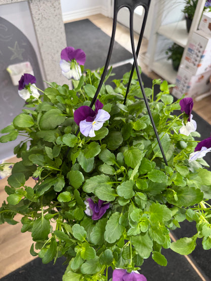 Hanging Basket