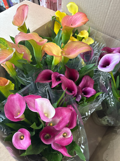 Calla Lily