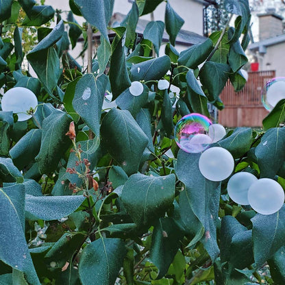 Crazy Ice Bubbles -